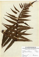 藏品(瓦氏鱗毛蕨)的圖片